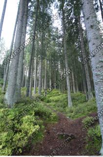 Photo Reference of Background Forest